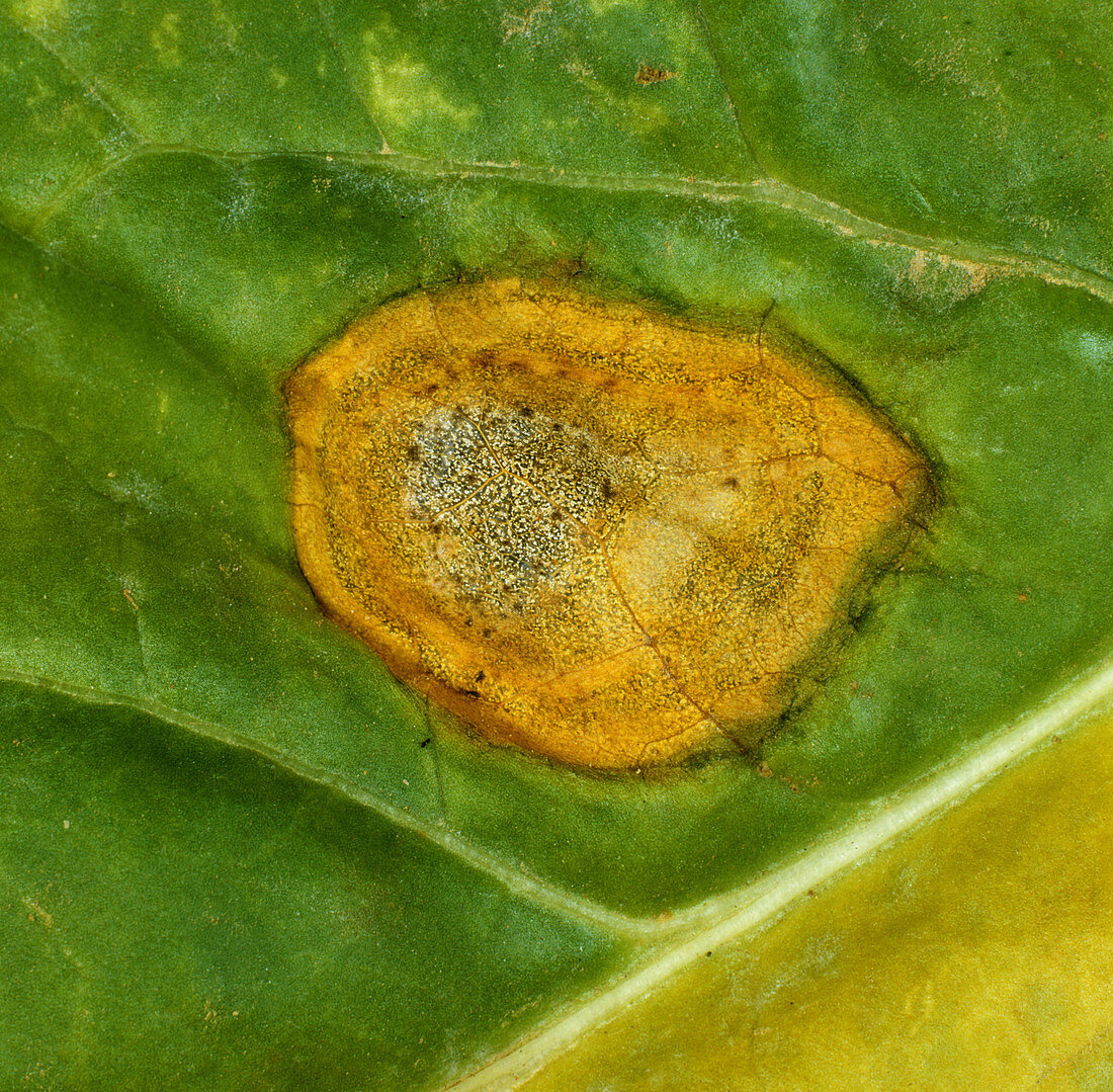 Phoma Leaf Spot (Phoma betae)
