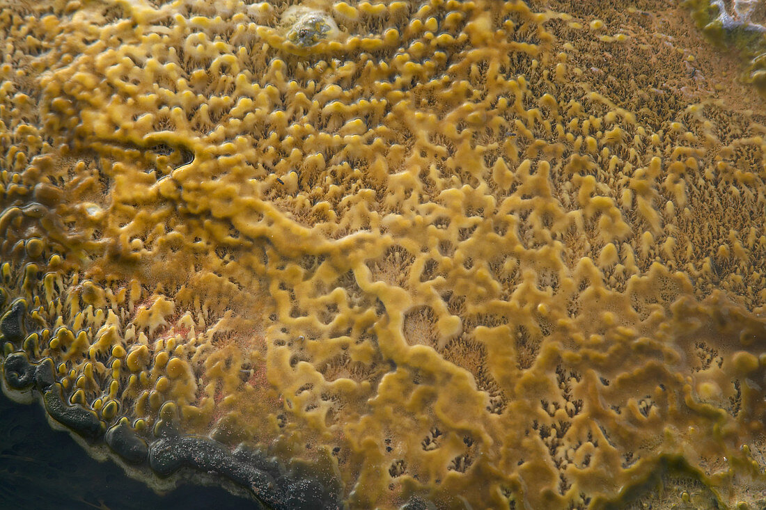 Patterns in algae