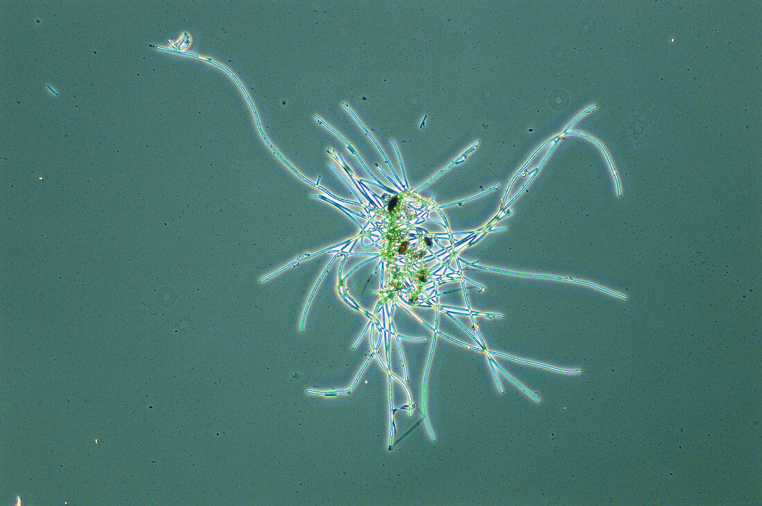 Fischerella blue-green alga