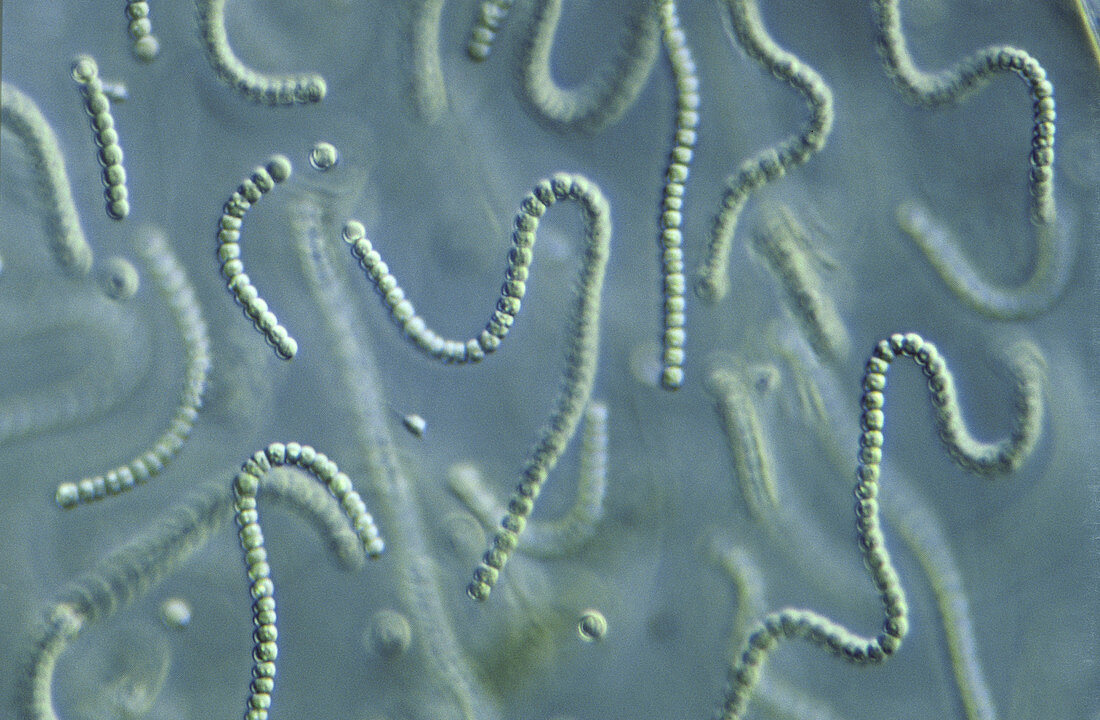 Nostoc algae