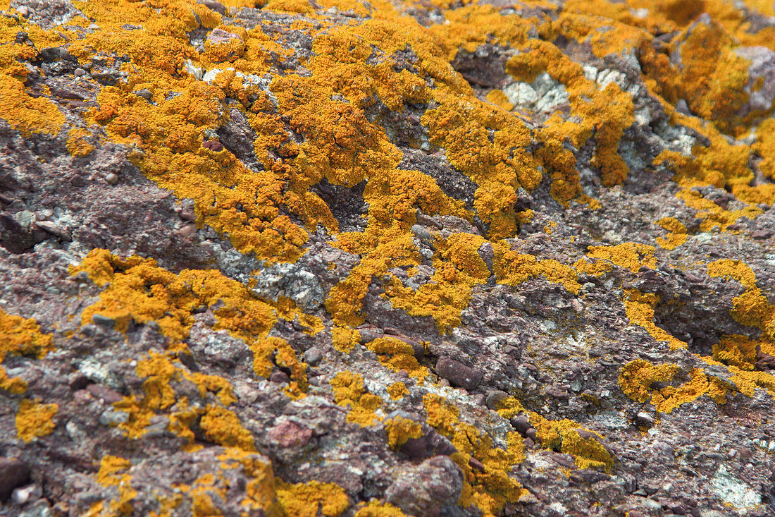 Orange Lichens