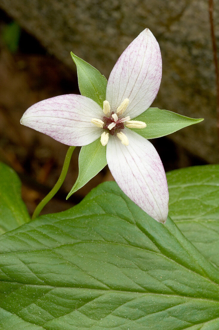 Red Trillium or Wake-robin (Trillium erectum)