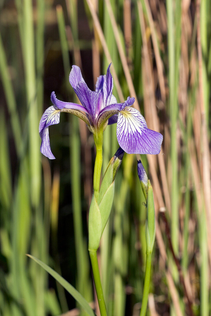 Iris (Iris versicolor)