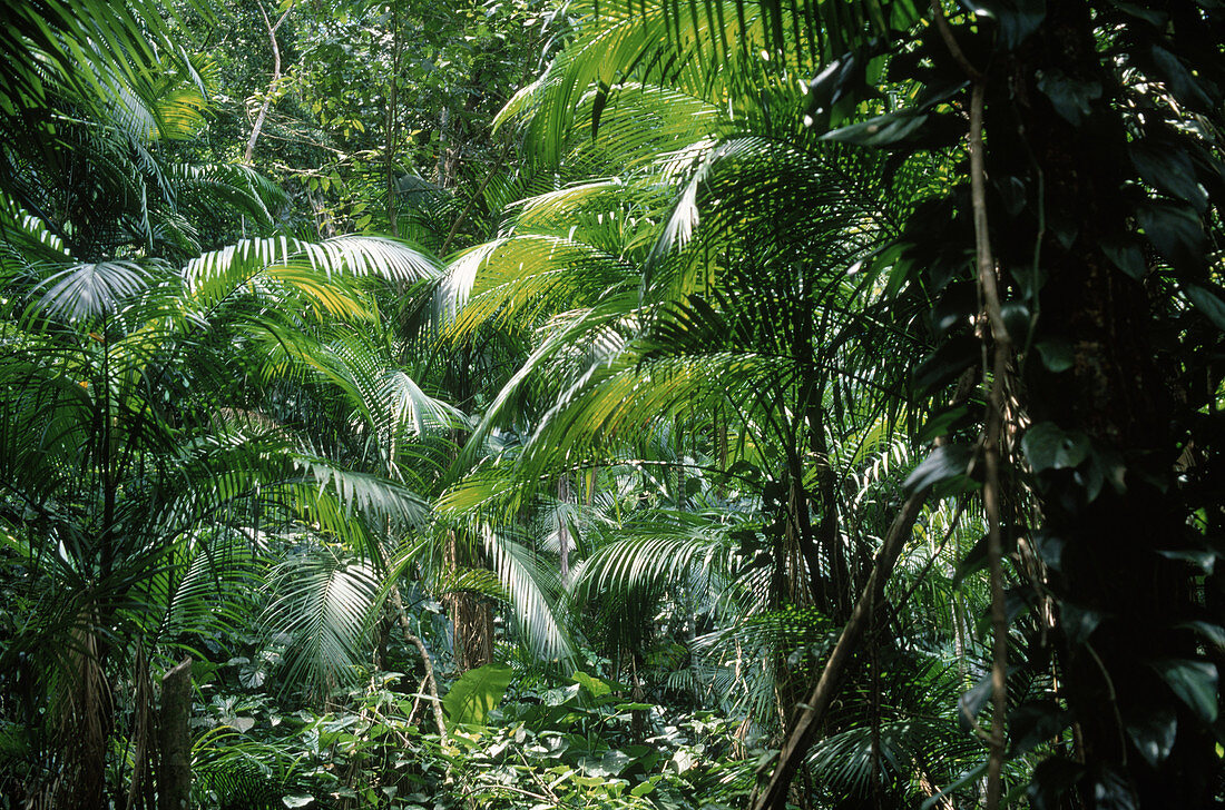 Jucara Palm Forest