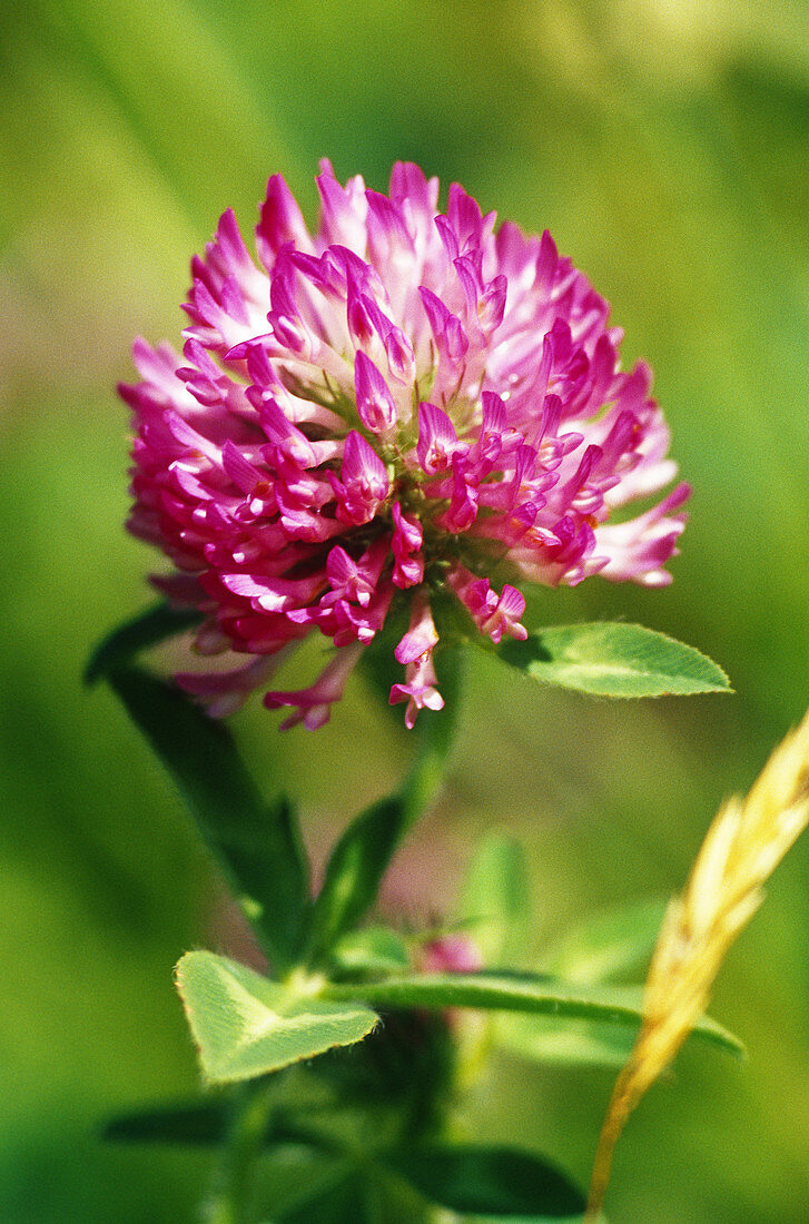 Red Clover