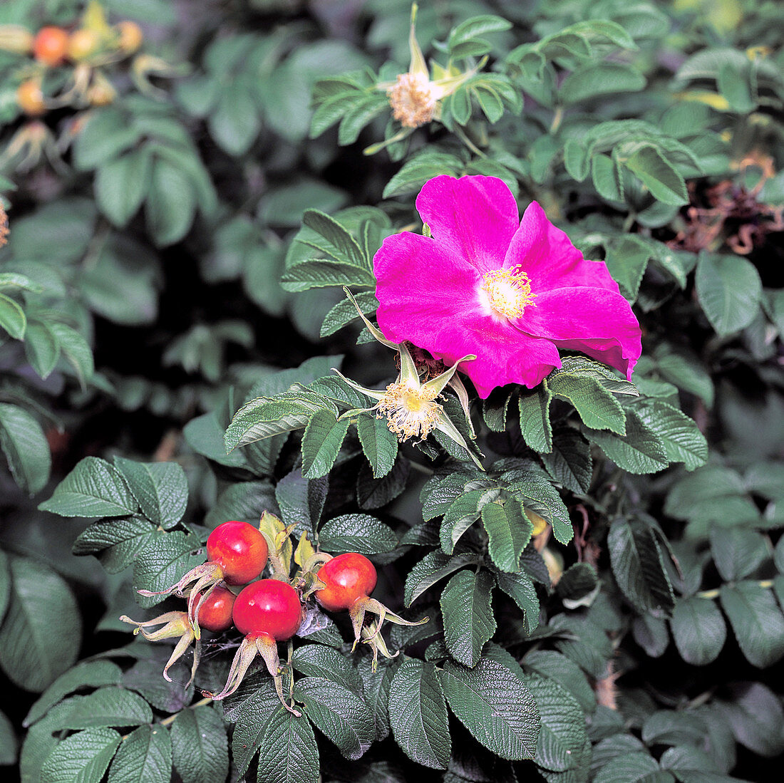 Rugosa Rose Hips and Flower