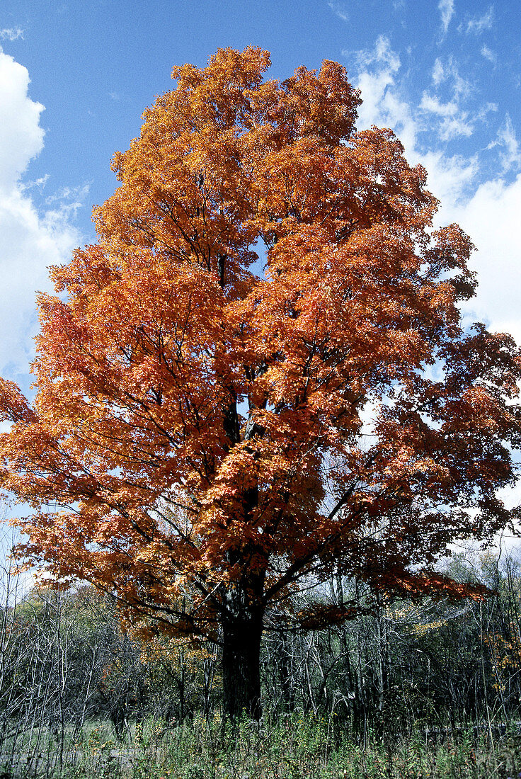 Sugar Maple in autumn