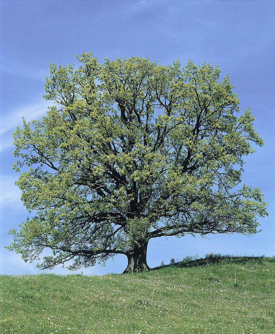 Oak Tree (Quercus robur)