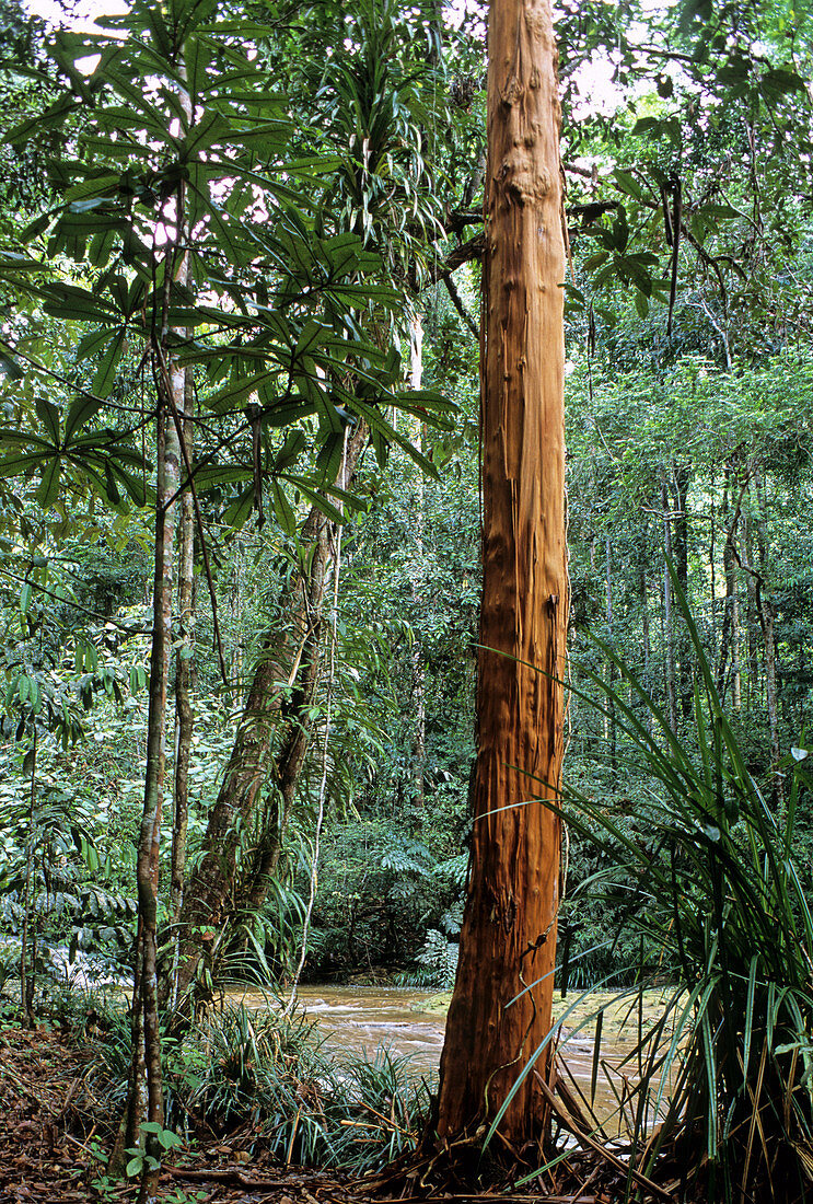 'Orange Paperbark Tree,Malaysia'
