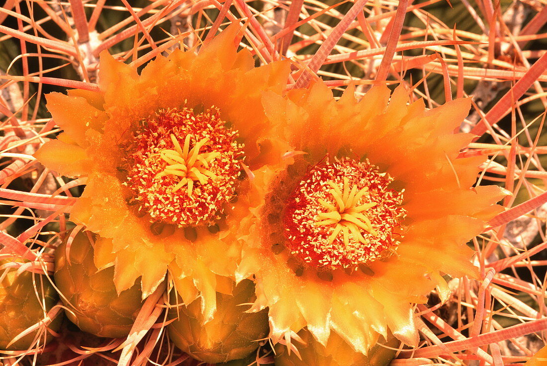 Desert barrel cactus flowers