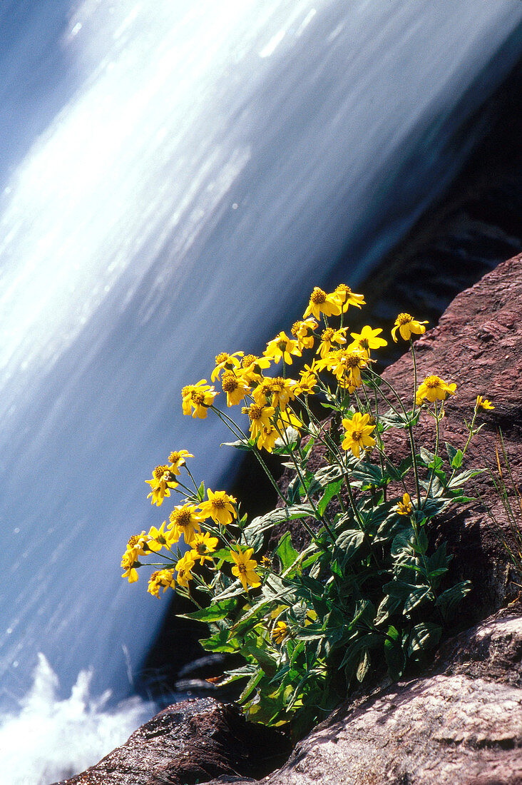'Flowers and waterfall,Glacier National Park'