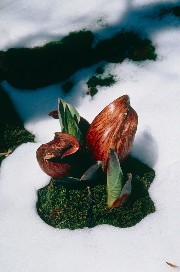 Skunk cabbage