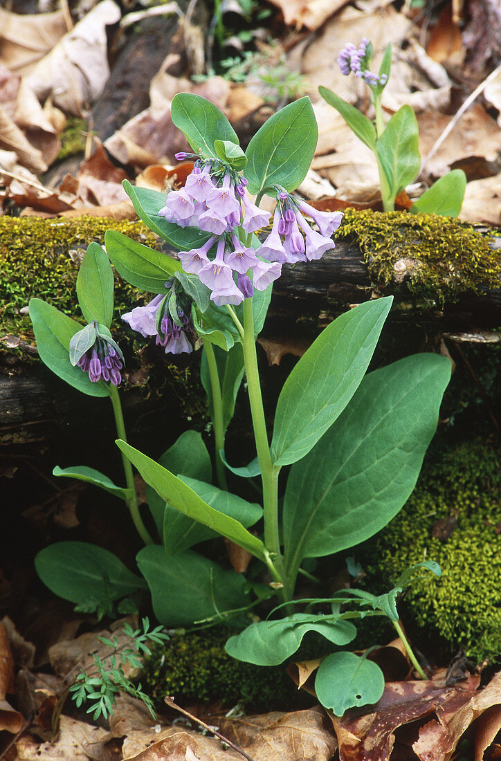 Virginia Bluebells