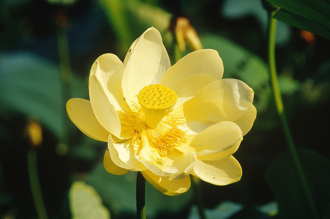 American Lotus Flower