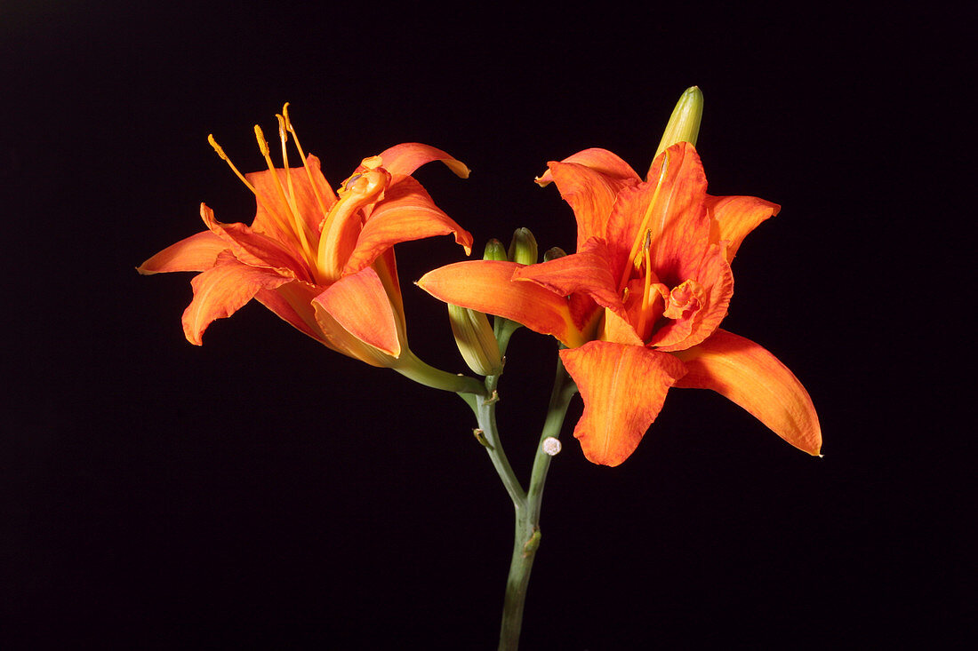 Tiger Lily flower opening (part of a series