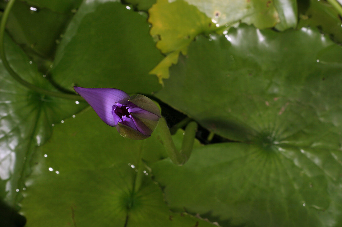 Waterlily opening (part of a series)