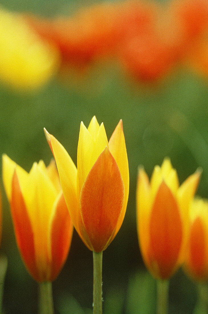Clusiana Tulips