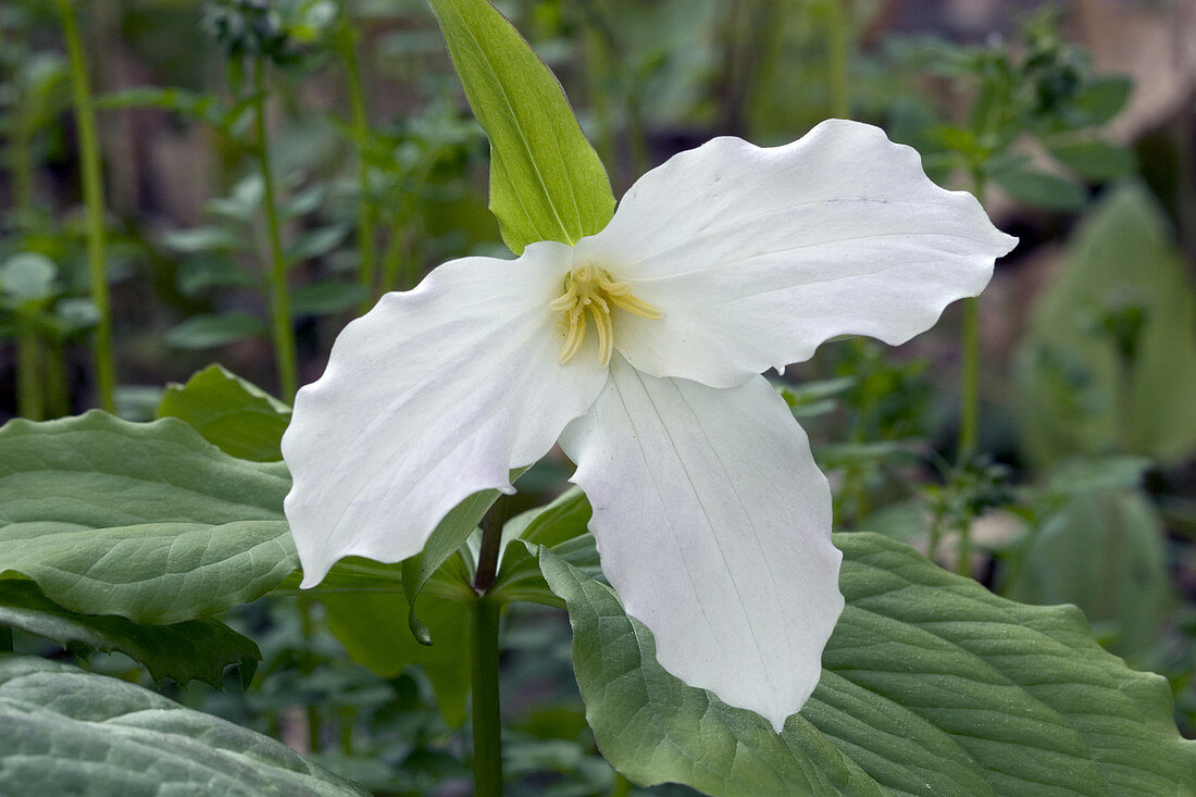 White Trillium