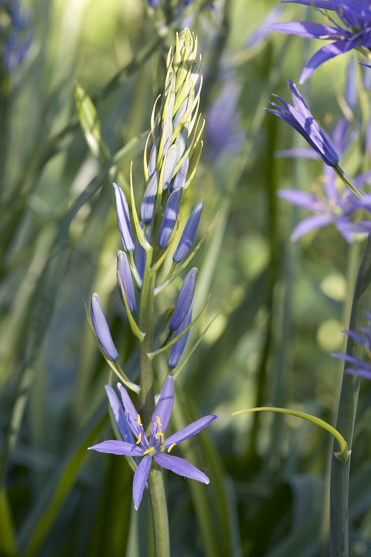 Wild Hyacinth