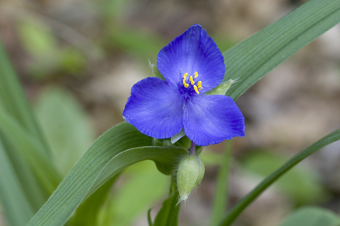 Spiderwort