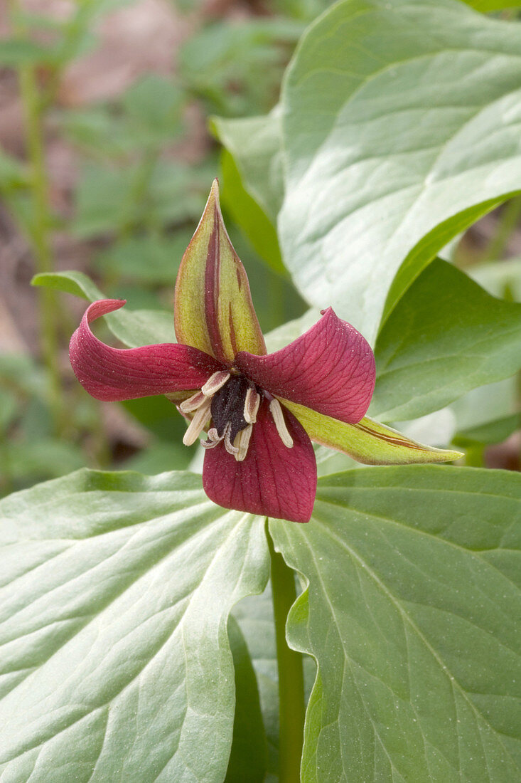 Red Trillium (Trillium erectum)