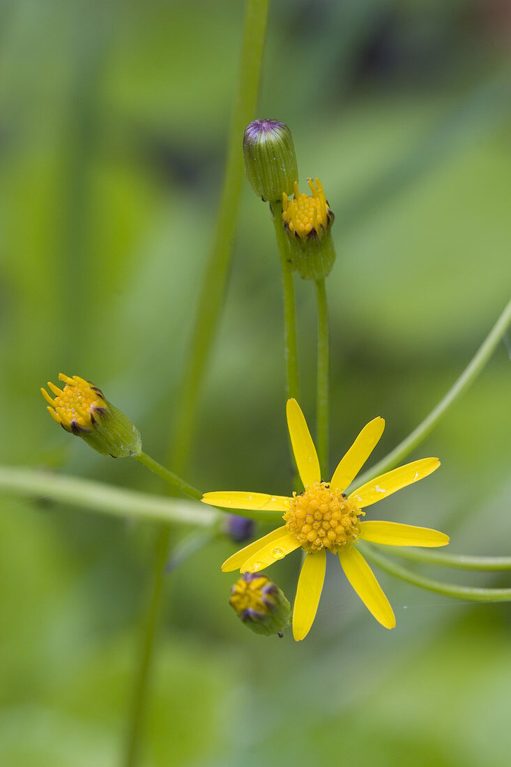 Golden Ragwort