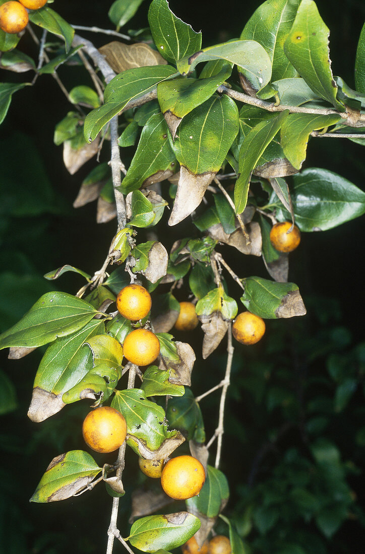 Strychnine Tree leaves and fruits