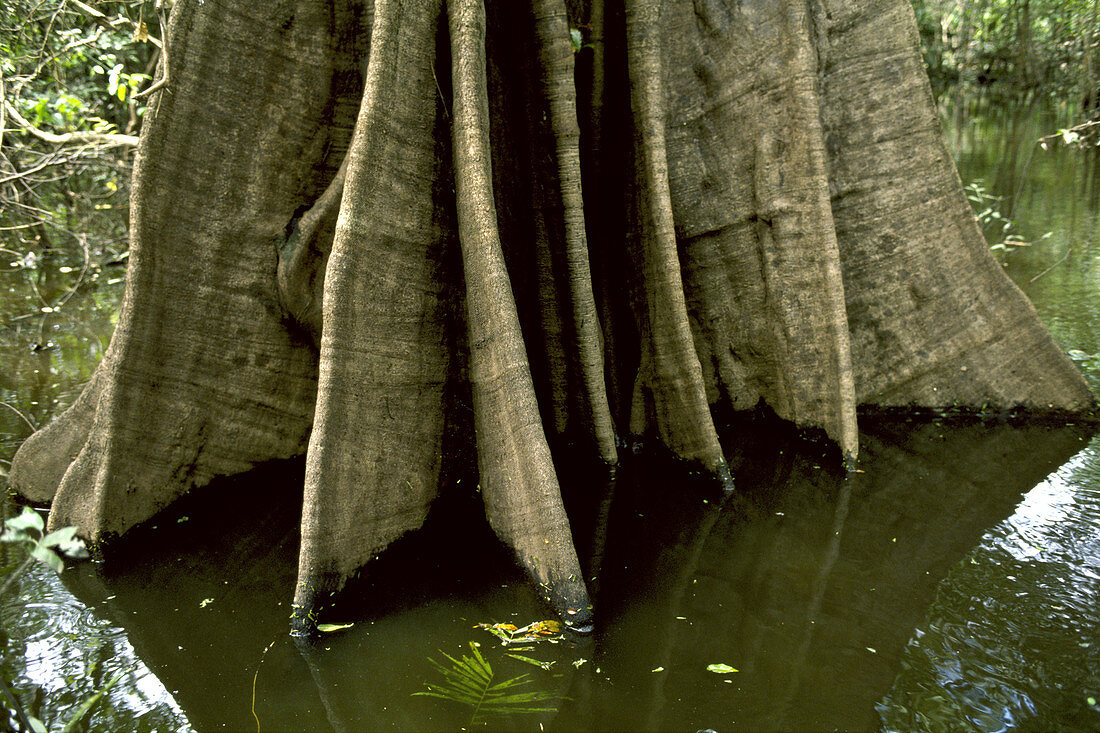 Buttress of urucurana tree