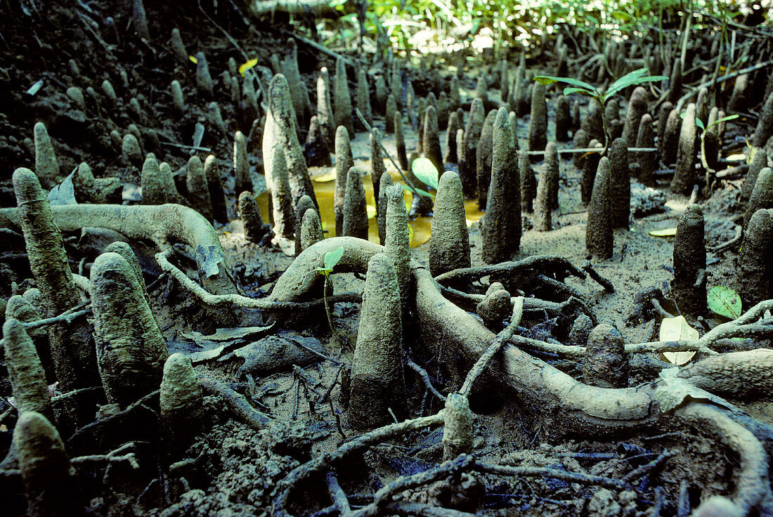 Mangrove pneumatophores