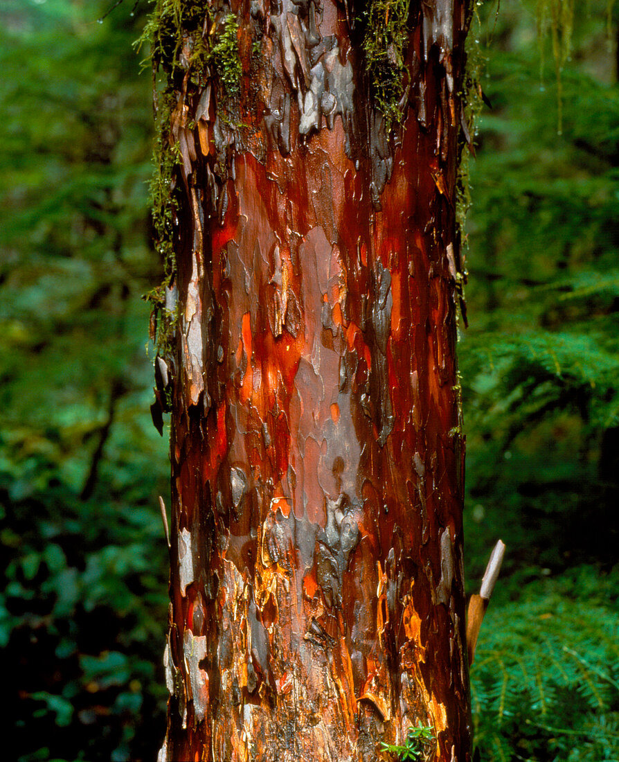 Pacific yew tree trunk (Taxus brevifolia)