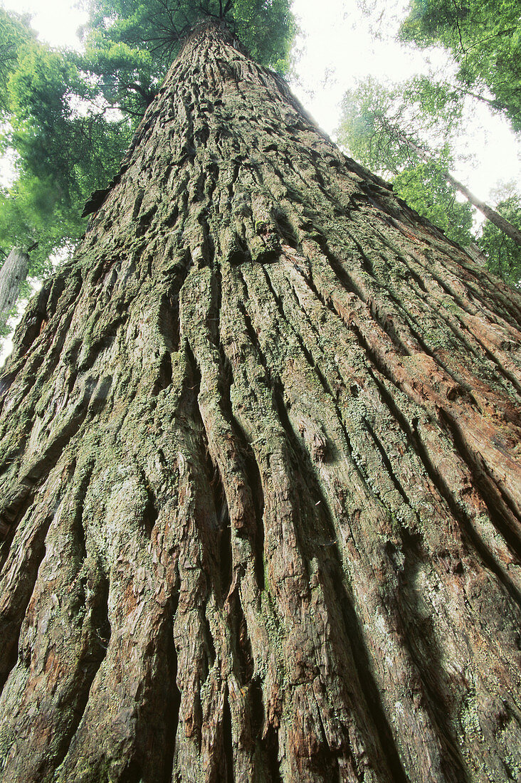 Redwood Tree (Sequoia sempervirens)