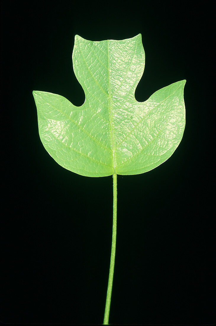 Tulip Tree leaf
