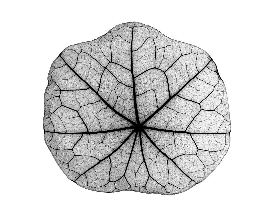 X-ray of Nasturtium leaf