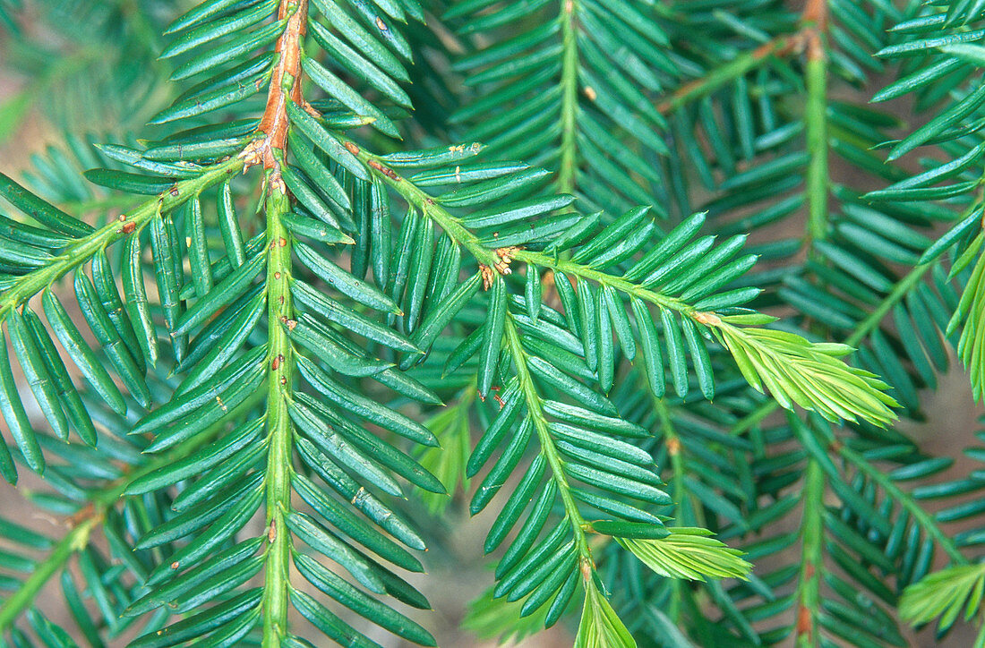 Needles of the Pacific Yew