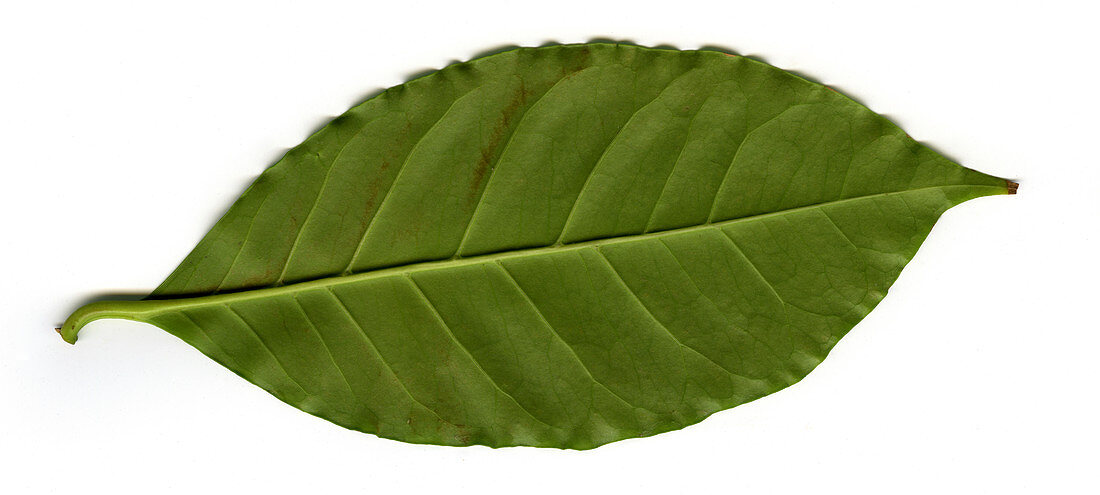 'Leaf of a Coffee plant (Coffea sp.),underside'