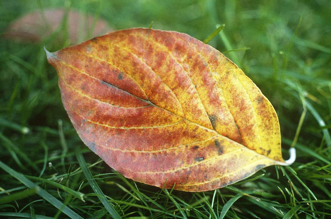 Dogwood leaf (Cornus florida)