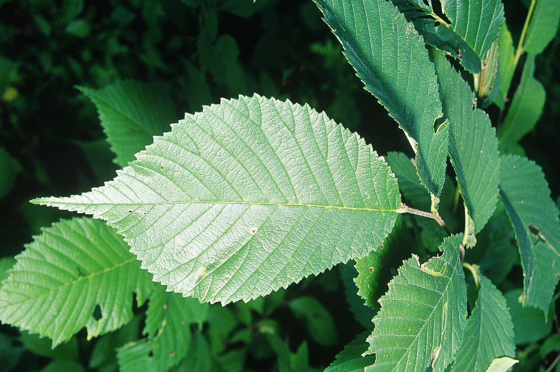 American elm leaf