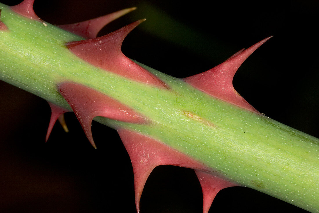 Thorns on a rose stem