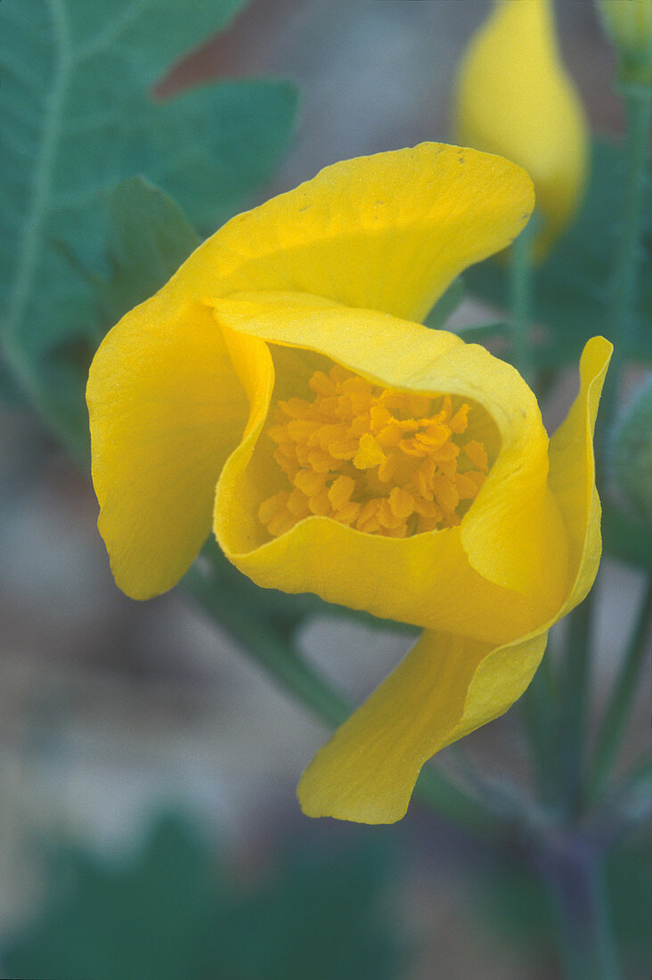 Celandine Poppy