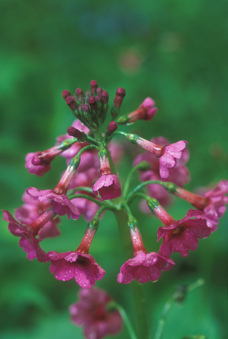 Japanese Primrose