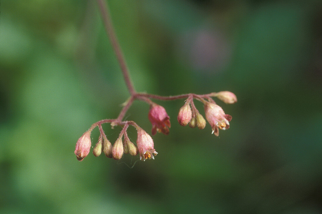 Ruby Veil