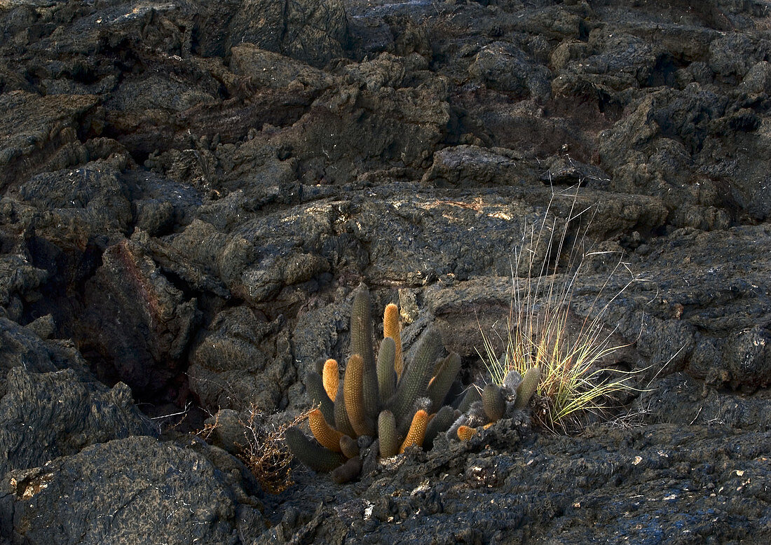 Lava Cactus