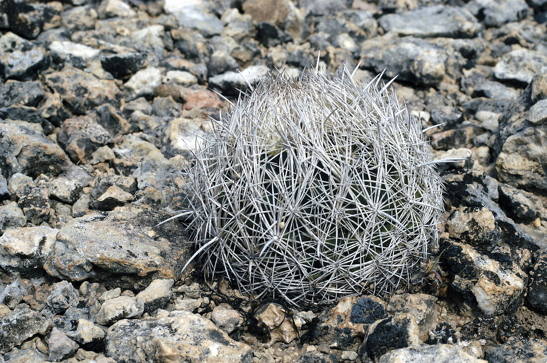 Sea Urchin Cactus