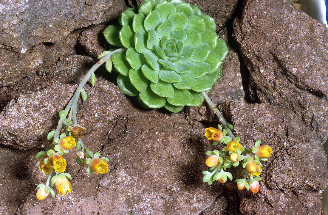 'Echeveria,a succulent plant'