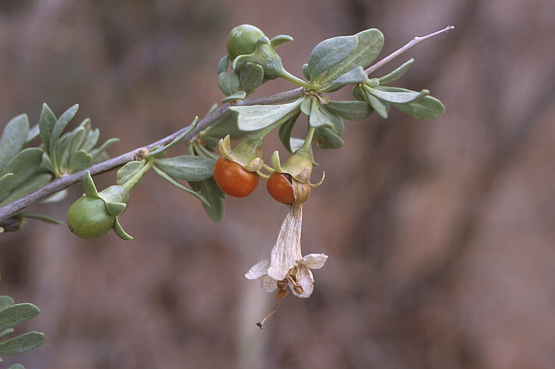 Pale Wolfberry