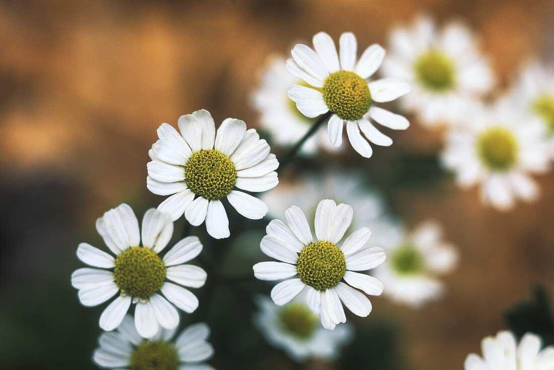 Feverfew Plant