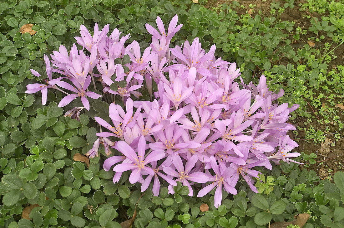 Colchicum