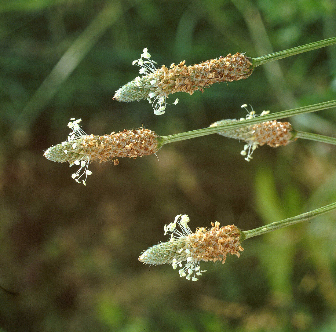 English Plantain