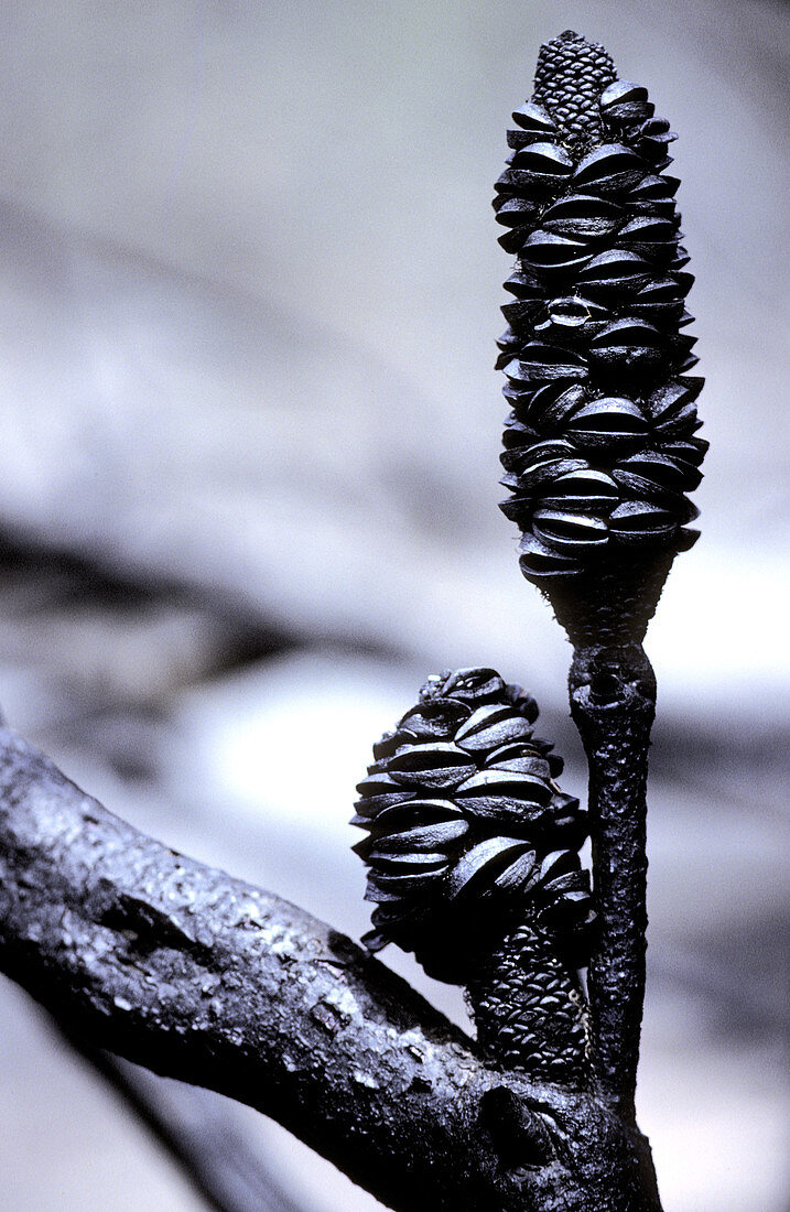 Seed cones of Banksia after fire