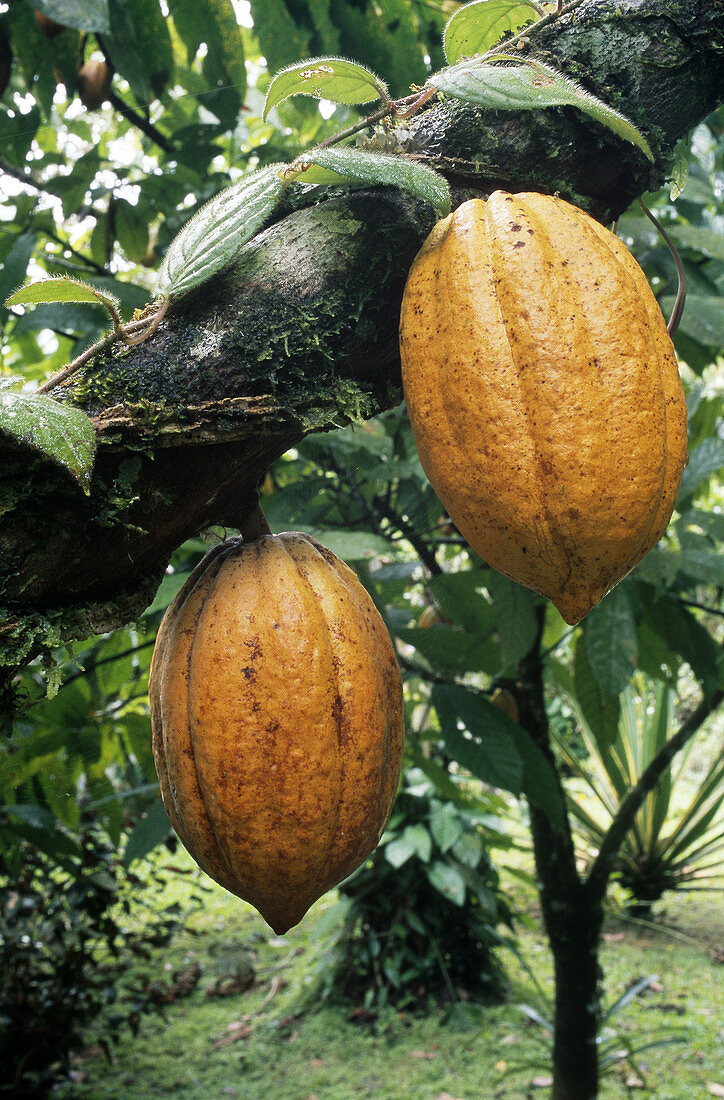 Ripe Fruits of the Cacao Tree